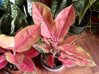 ❤️Are You Done With Fussy Plants? Then TRY ME RED AGLAONEMA❤️Chinese Evergreen❤️