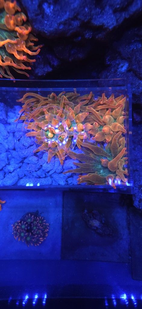 Saltwater REEF Decorations!!!