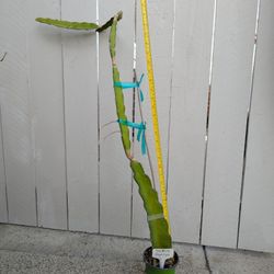 Dragon Fruit-Pink Panther Variety