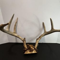 8 Pt White Tail Deer Skull 