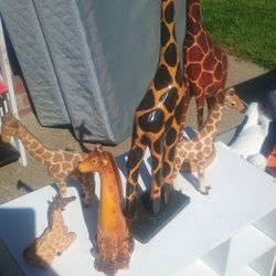 Safari Giraffes 