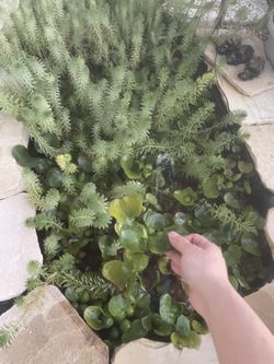 Water Pond Plants 1$-2$