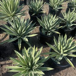 Agaves
