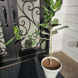 Ficus Audrey House Plant 
