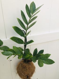Plants