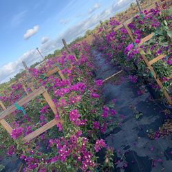 Bougainvillea Purple Trellis Flower