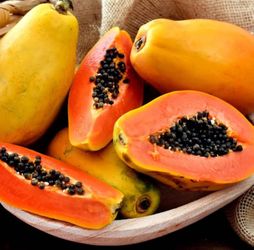 Papaya Tree