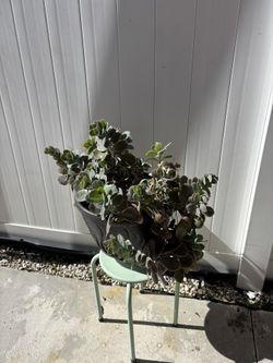 Beautiful Plant With Base