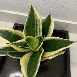 Birdsnest Snake Plant Sansiveria Low Light 