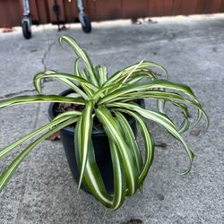Potted Spider Plants