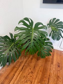 Monstera deliciosa