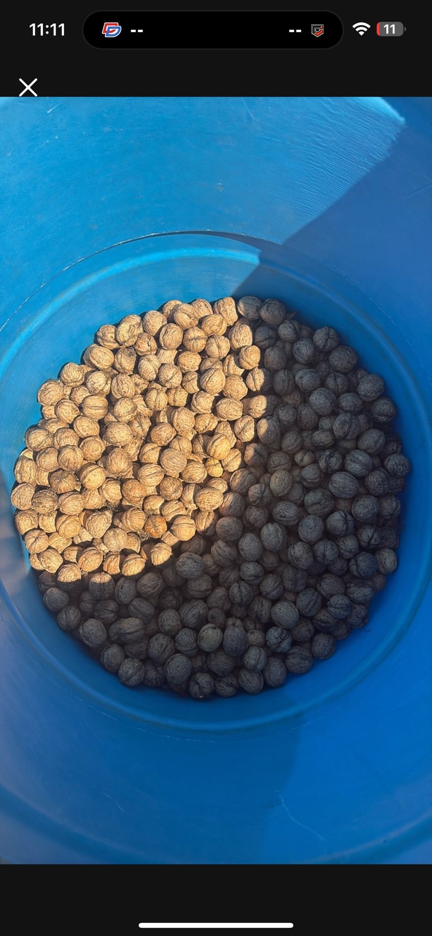 Walnuts