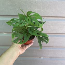 4” monstera adansonii swiss cheese 
