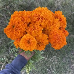 marigold flowers for sale