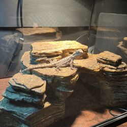 Bearded Dragon enclosure 