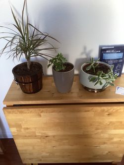 3 indoor plants
