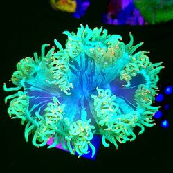 Ridiculous Elegance Very Rare 