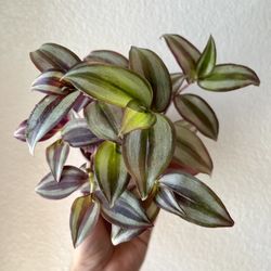 Tradescantia Zebrina