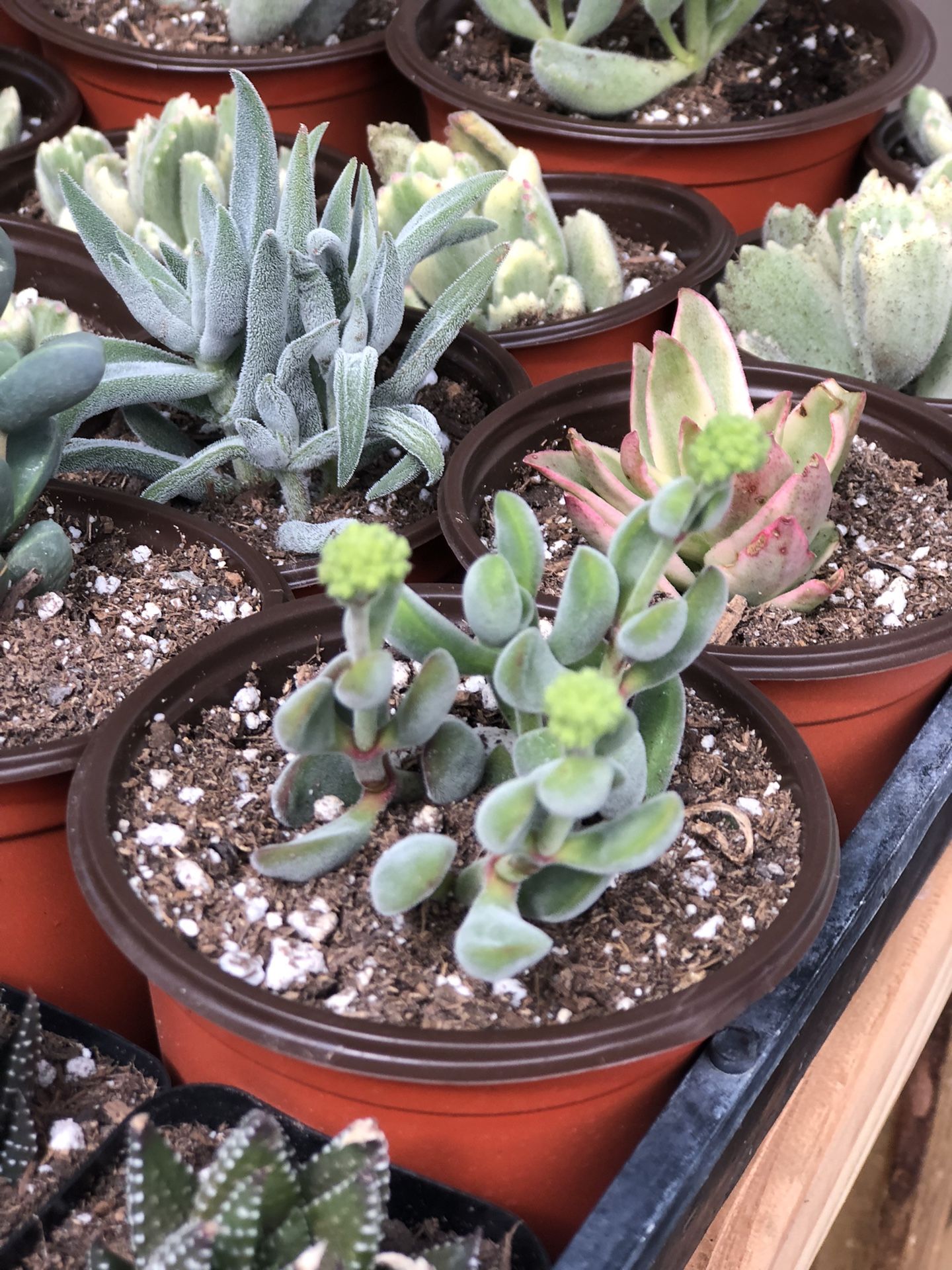 Succulents