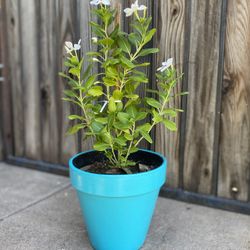 White Vinca Polka Dot Plant 