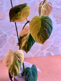 Philodendron Mican Aurea Highly Variegated Plant - 4inch #4