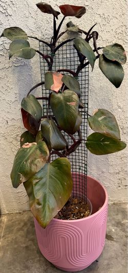 Pink princess philodendron
