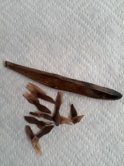 Hawaiian Plumeria  Seeds