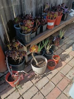 Plants for sale 5.00 each