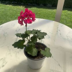 Geranium / ‘Pelargonium’ (Outdoor & Indoor Live Plant)