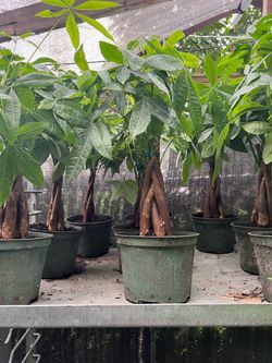Money tree in 6” pot. SPECIAL PRICE 🤩