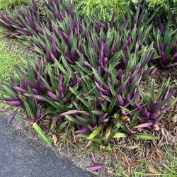 Large  Oyster Plant $5 Each.  No Pot