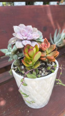 Mother’s Day: Succulents live 6” ceramic pot