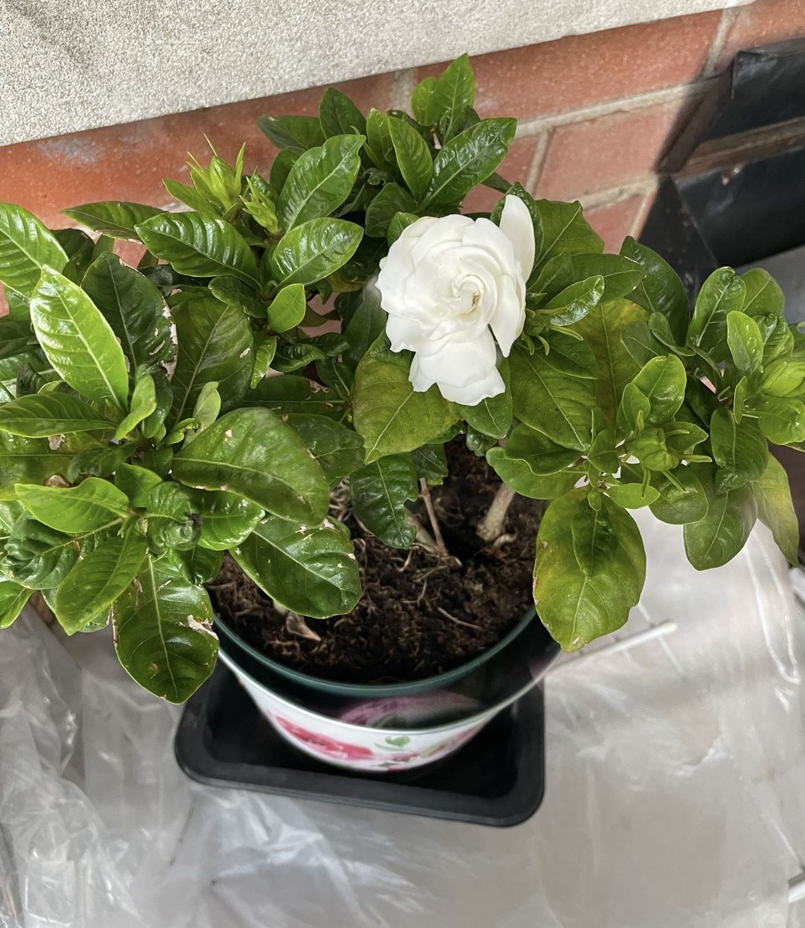 White Fragrant Blooming Gardenia Plant 🪴