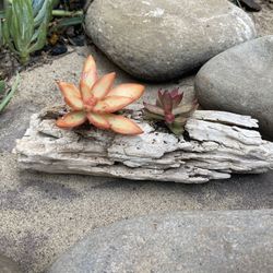 Windowsill/Desk Decoration—Succulents On Driftwood 