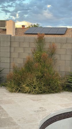 Fire stick clippings $5