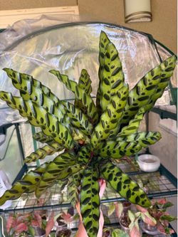 Rattlesnake Calathea Prayer Plant - 6inch
