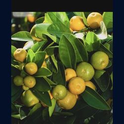 Calamansi Phillipines Lemon Starter Plant 3 Gallon