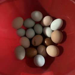 FRESH ORGANIC FED CHICKEN EGGS