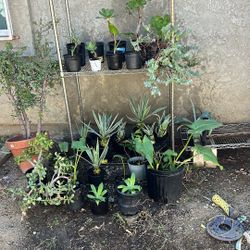 Plant Sale Only Today 