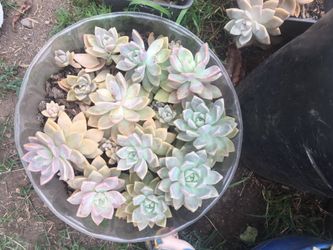 Succulent