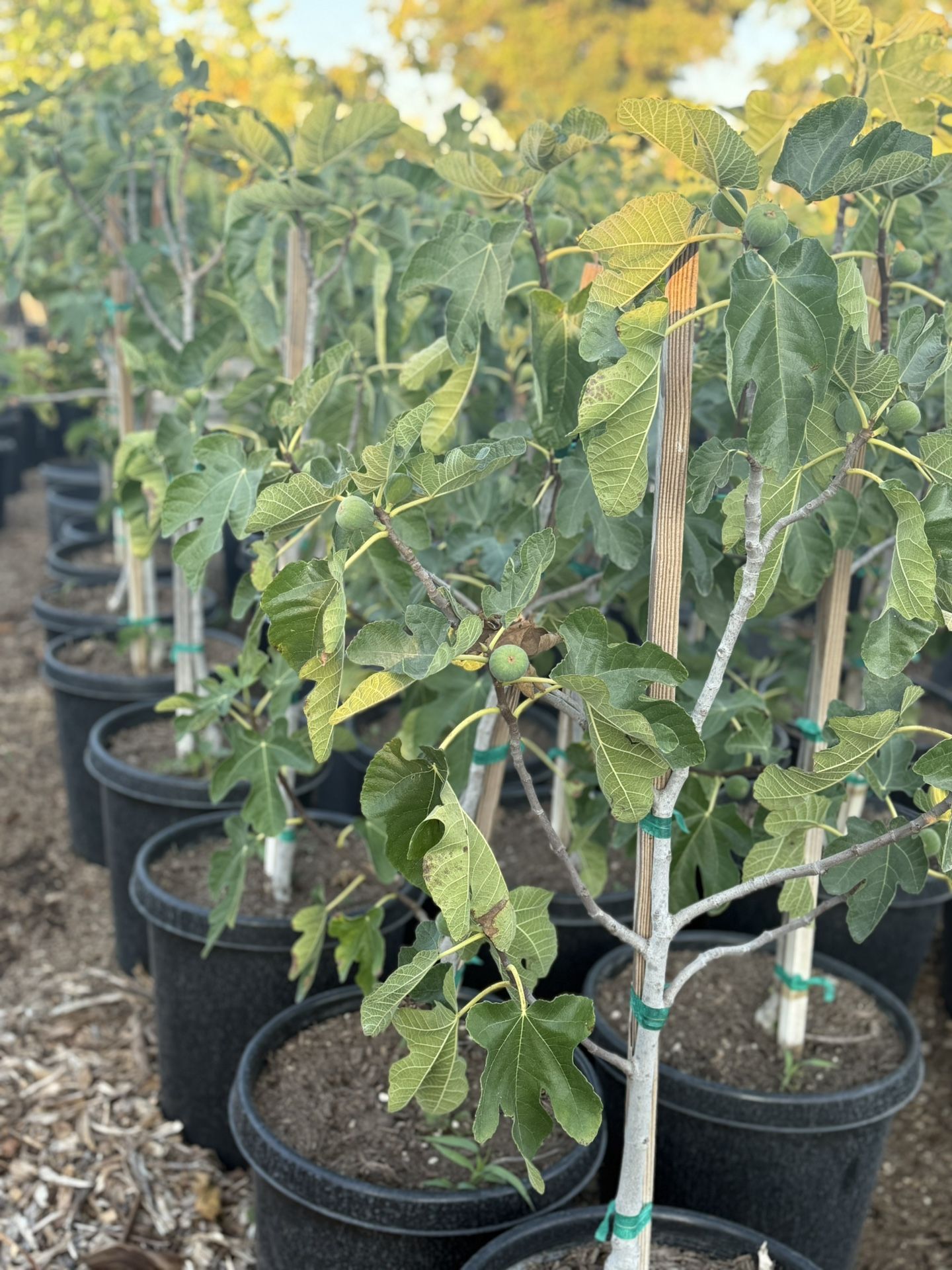 Black Mission Figs