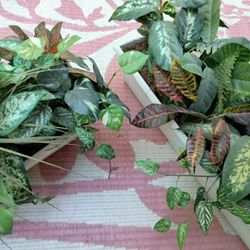 Two 30" Artificial Plants In Countryside Flower Box Planter