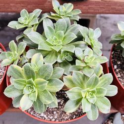 Aeonium Kiwi Variegated Pot8”