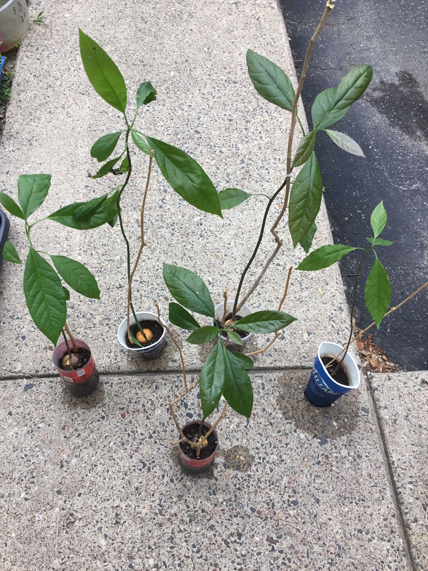 Avocado Plants