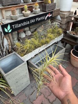 Air plant