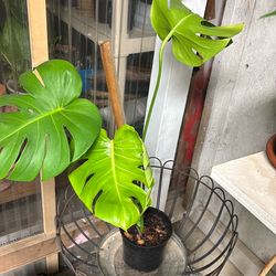 MONSTERA
