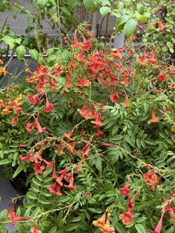 🩷SUPER HEALTHY,Lush & FULL, pot Of SPARKY  Bells,”Attract To HUMMINGBIRDS 🩷