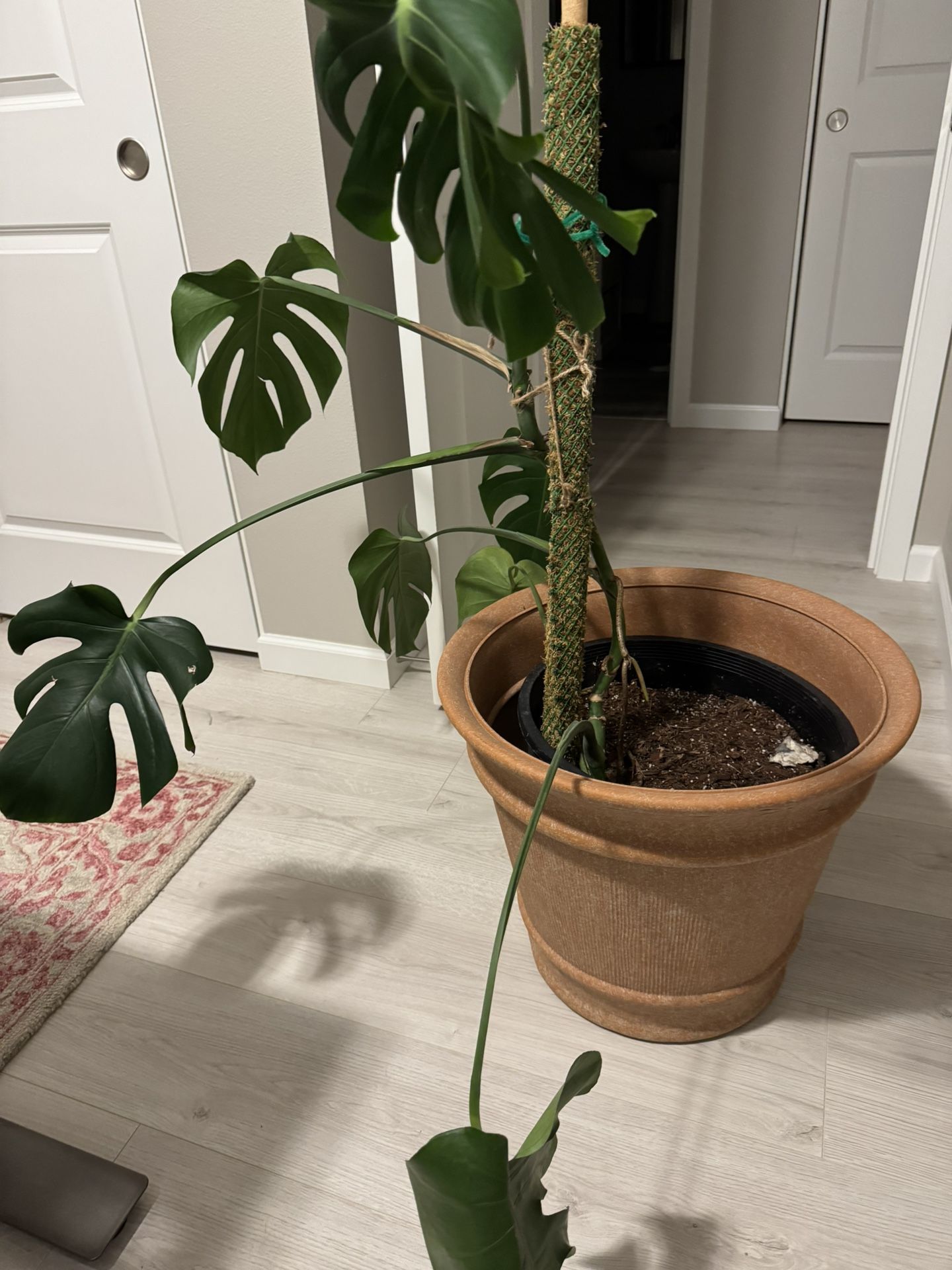 Monstera Deliciosa