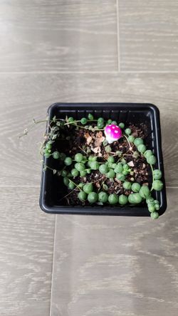 String of pearls