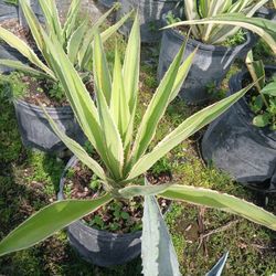 Big Sale‼️Agave 7gl🌱$35